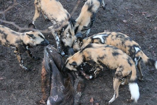 African hunting dog pack eating horse carcas tearing apart