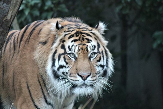 Sumatran Tiger rare and endagered tiger