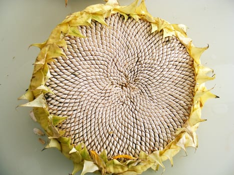 Natural sunflower seeds