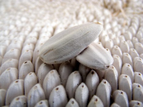 Natural sunflower seeds