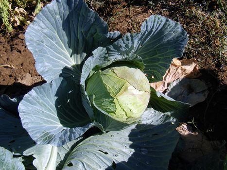 Sprouted cabbage