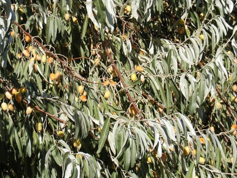 Silverberry-Elaeagnus Commutata