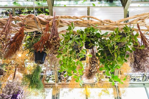 various plant and dry flower hanging on vine decoration