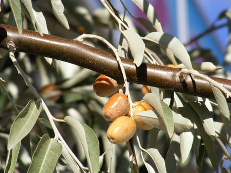 Silverberry-Elaeagnus Commutata