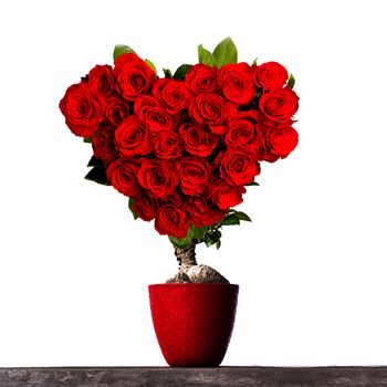 Tree of love growing from flower pot, heart shaped roses, isolated on white background
