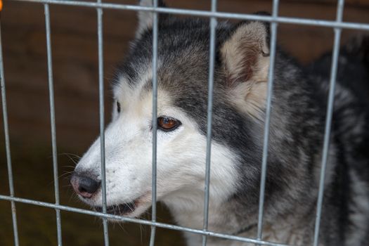 Sad Siberian Husky in a cage