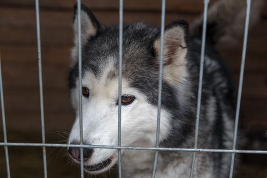 Sad Siberian Husky in a cage