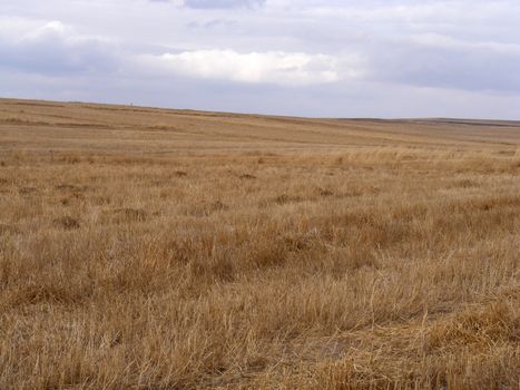 Remaining stalk and stalks after wheat harvest