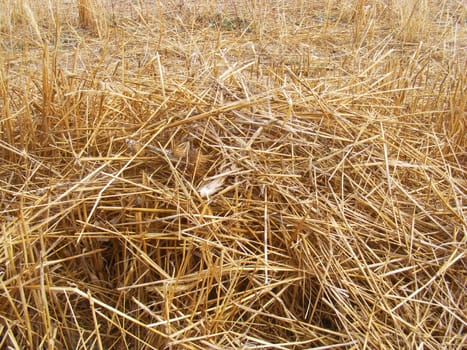 Remaining stalk and stalks after wheat harvest