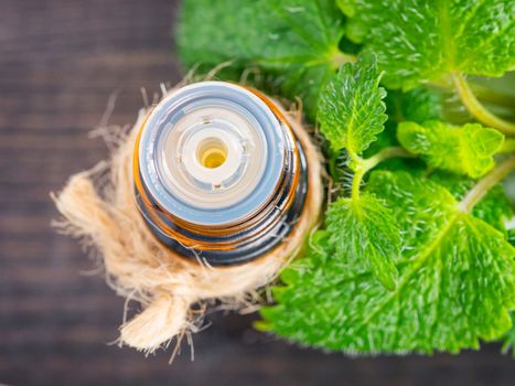 Essential oil of melissa or mint in small brown bottle with fresh green leaves on dark wooden background. Close up