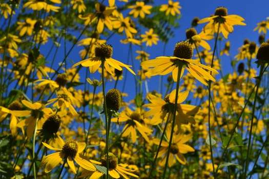 Yellow flowers in summer meadow background