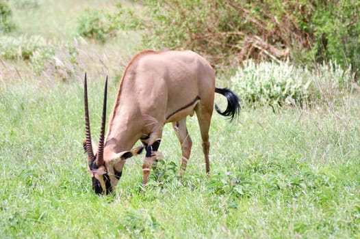 Oryx grazing in the savanna of East Tsavo Park in Kenya