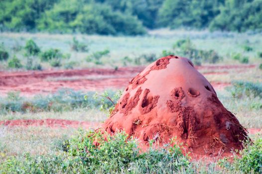 Red Termite Mound in Tsavo East Park in Kenya