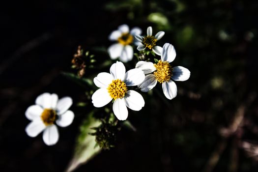 Group of white flowers, focus on foreground, with black background