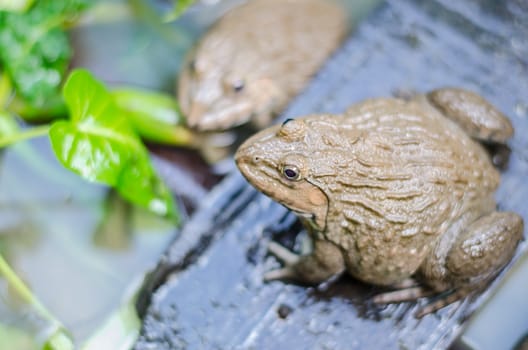 Common Thai frog in farm, Thailand