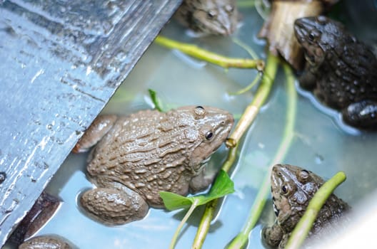 Common Thai frog in farm, Thailand