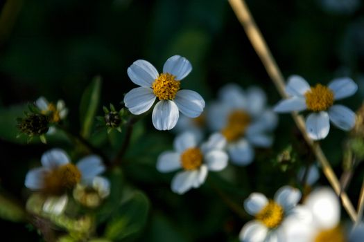 Close-up of daisies