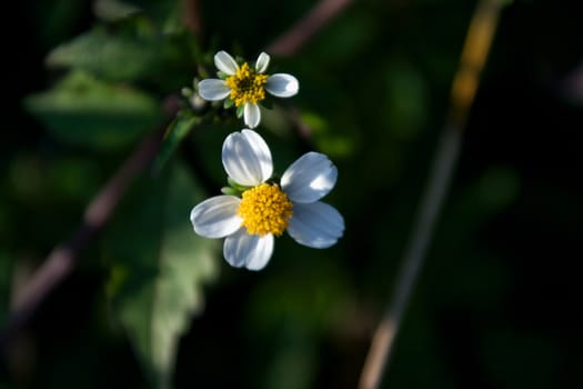 Close-up of daisies