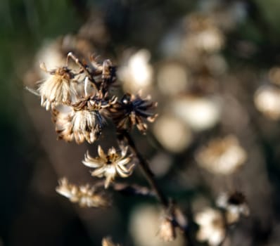 Close-up of dried flowers