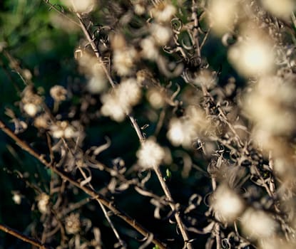 Close-up of dried flowers