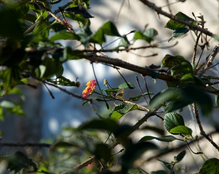 Close-up on flower