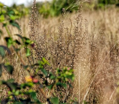 Dry leaves in a garden