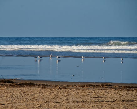 Sea and sky with birds