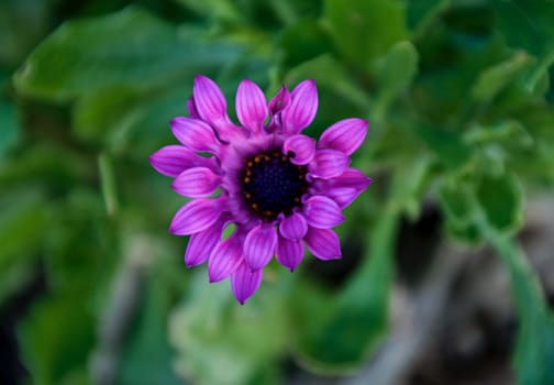 Close-up on a purple flower on foreground and green leaves on background