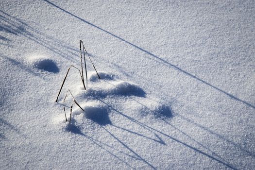 abstract seasonal background shadow in the snow a tussock