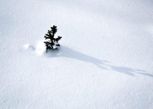 small spruce tree sticking out of the snow
