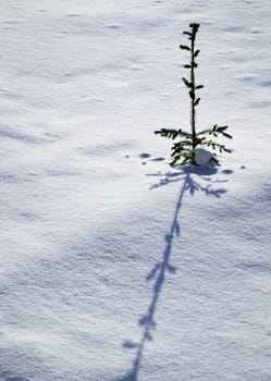 seasonal background small tree with long shadow on snow