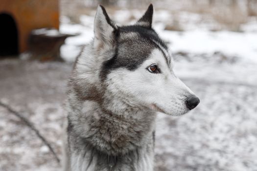 Siberian husky dog outdoors. Portrait of a husky dog . Close-up.