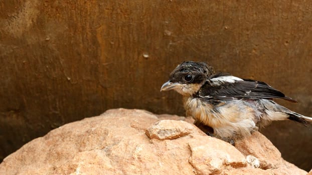 Baby bird standing and resting on a rock.