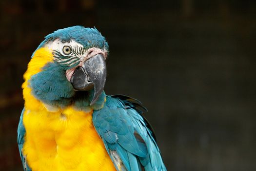 Beautiful Parrot turning his head to look at you