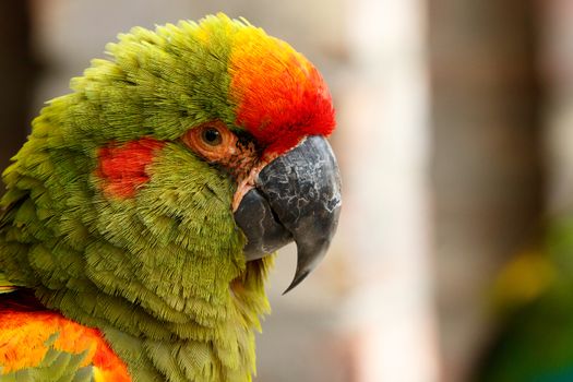 Beautiful big Parrot sitting and looking at you.