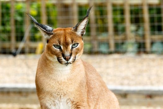 Male Rooikat wild cat looking at you with his ears straight up.