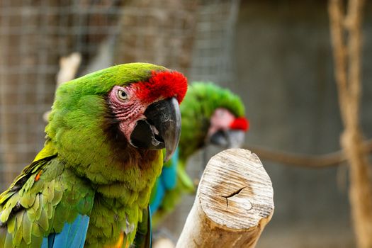 Parrot sitting on a thick branch with his partner sitting in the background.
