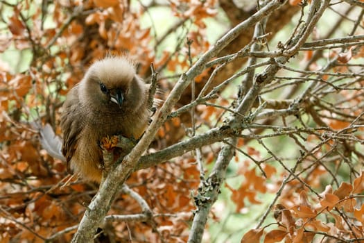 Mousebird sitting between the branches in the tree.