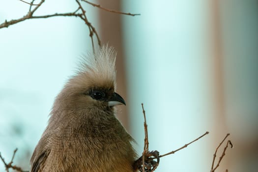 Mousebird clinging to the branches in the tree.