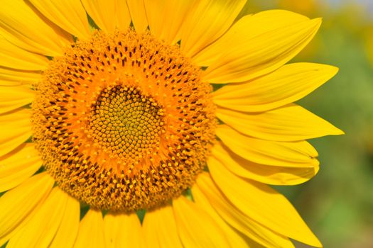 Sunflowers bloom in garden on the autumn. Seed of sunflowers have extracted oil use improve skin health and regeneration.