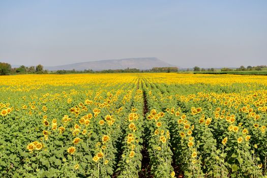 Sunflowers bloom in fields in autumn at Thailand.