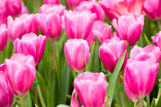 Tulip. Beautiful bouquet of tulips. colorful tulips. tulips in spring,colourful tulip