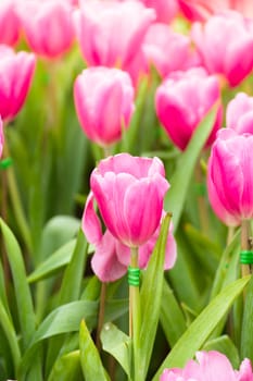 Tulip. Beautiful bouquet of tulips. colorful tulips. tulips in spring,colourful tulip