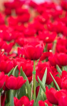 Tulip. Beautiful bouquet of tulips. colorful tulips. tulips in spring,colourful tulip