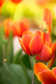 Tulip. Beautiful bouquet of tulips. colorful tulips. tulips in spring,colourful tulip