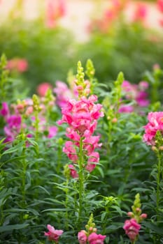 The background image of the colorful flowers, background nature