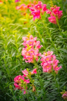 The background image of the colorful flowers, background nature