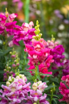 The background image of the colorful flowers, background nature