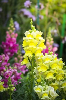 The background image of the colorful flowers, background nature