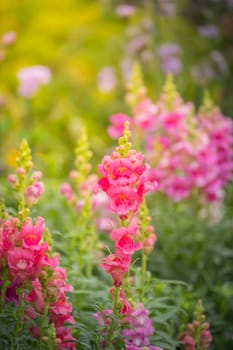 The background image of the colorful flowers, background nature